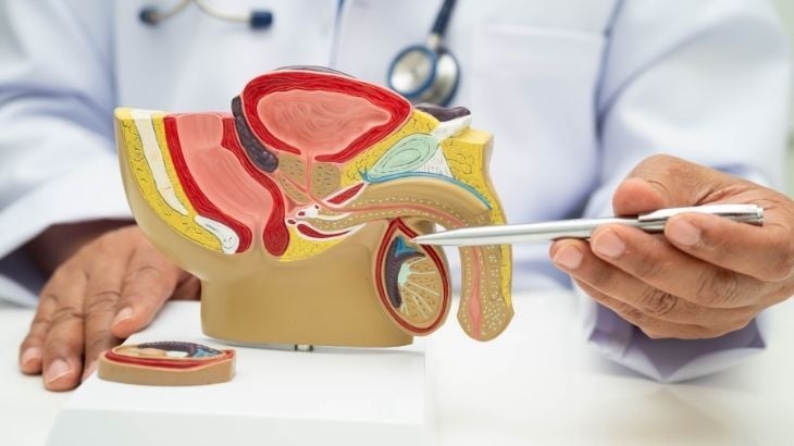 Epididimis Nedir? Epididimis Görevleri Nelerdir?