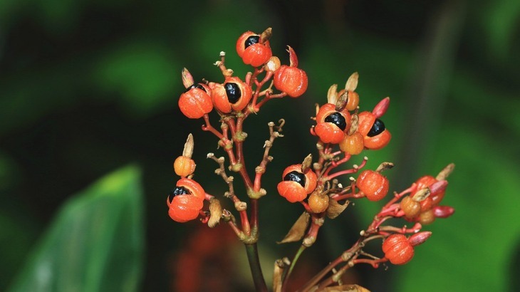 Guarana Nedir? Faydaları Nelerdir?