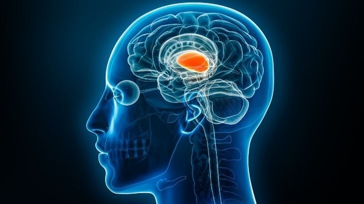 Talamus Nedir? Talamus Görevleri ve Fonksiyonları